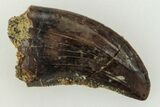 Serrated, Dromaeosaurid Theropod (Acheroraptor) Tooth - Montana #204041-1